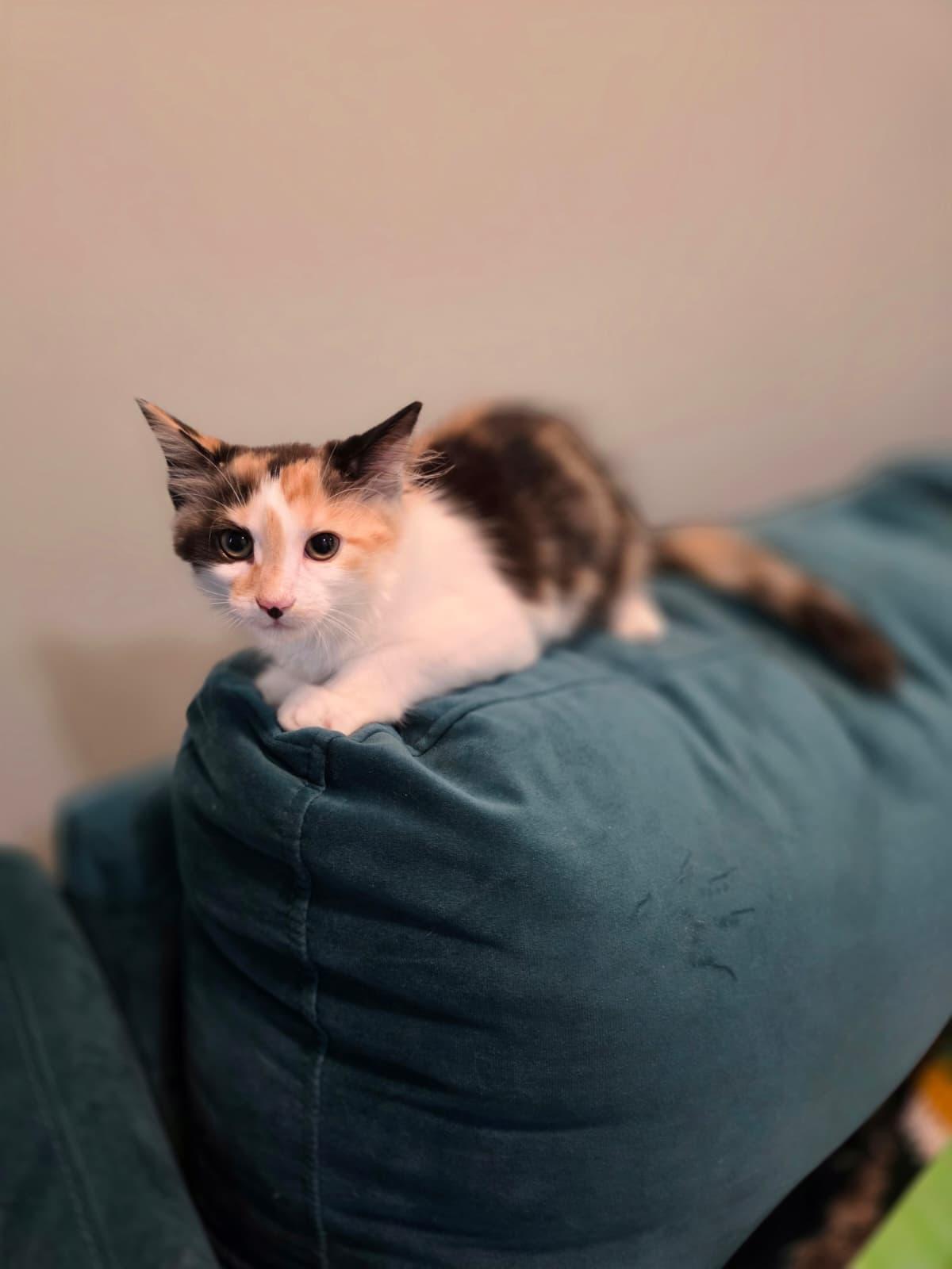 Enlarge Daisy, a Adoptable Calico in Chattanooga, TN image 2/6
