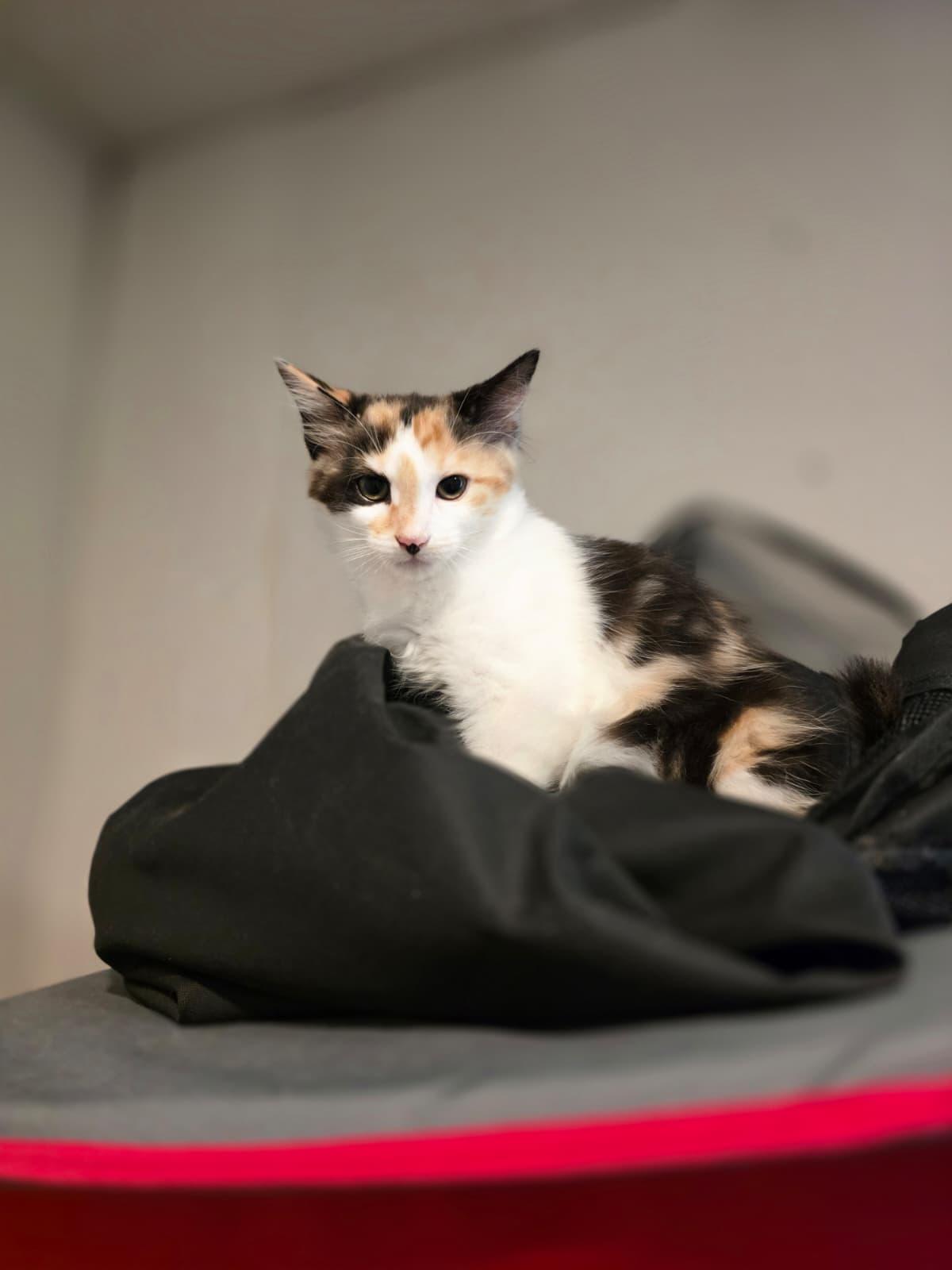 Enlarge Daisy, a Adoptable Calico in Chattanooga, TN image 1/6
