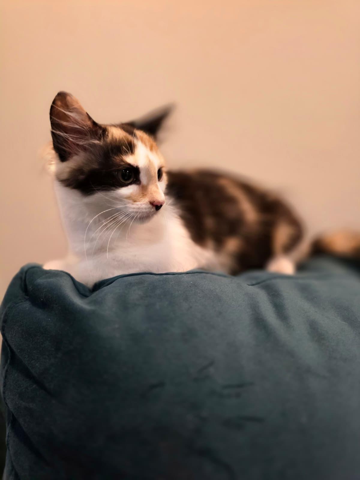 Enlarge Daisy, a Adoptable Calico in Chattanooga, TN image 3/6