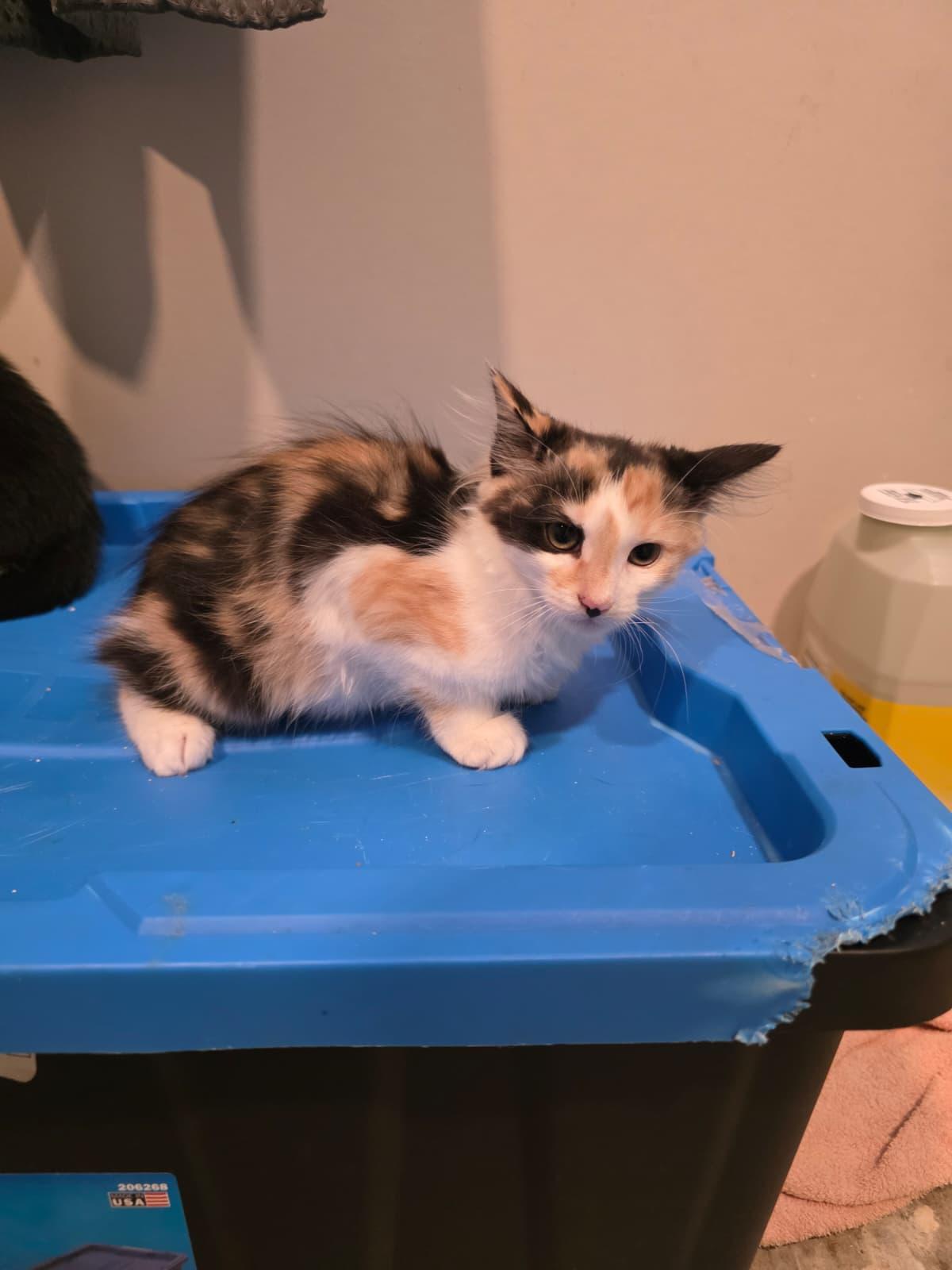 Enlarge Daisy, a Adoptable Calico in Chattanooga, TN image 6/6