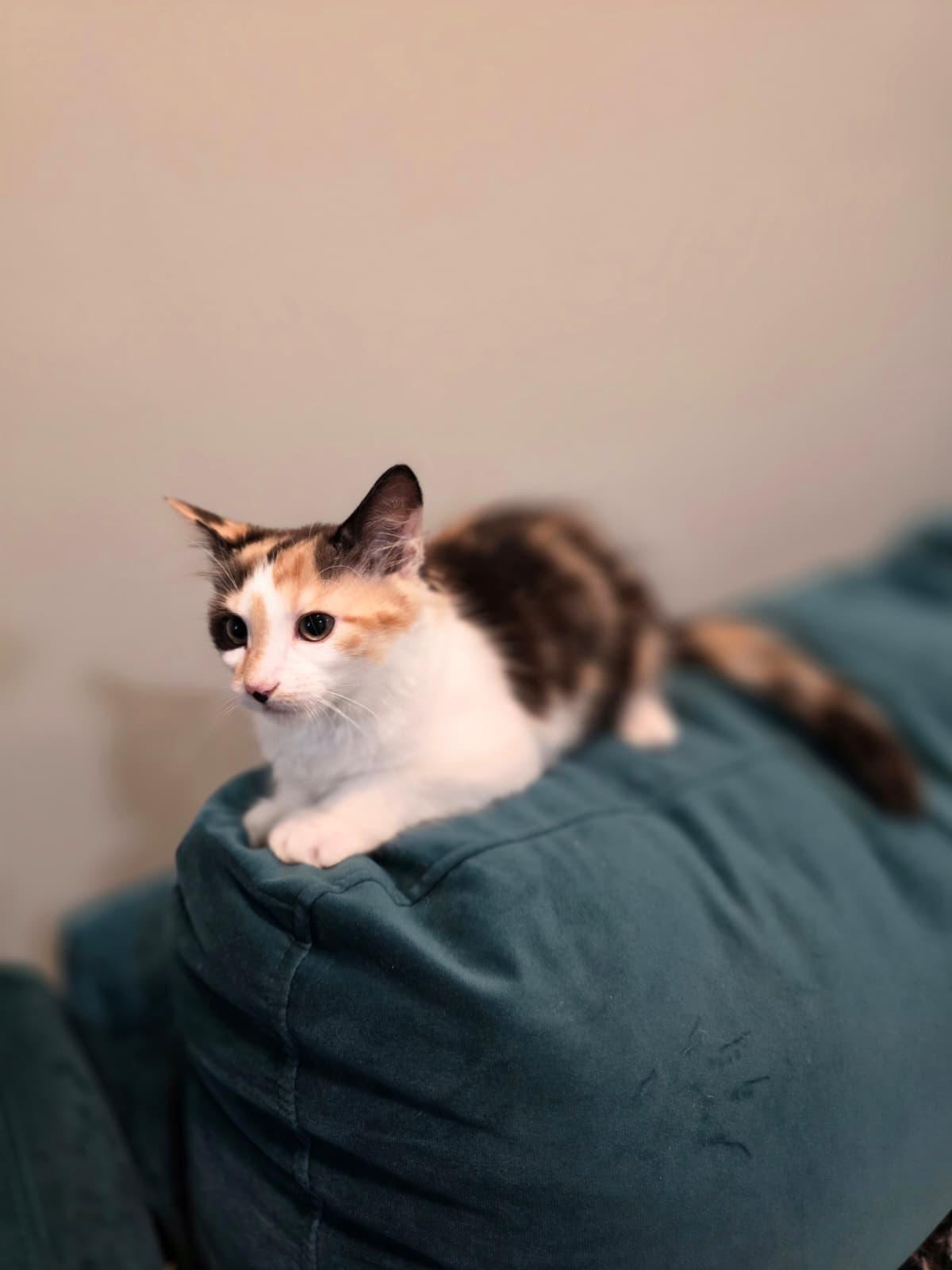Enlarge Daisy, a Adoptable Calico in Chattanooga, TN image 5/6
