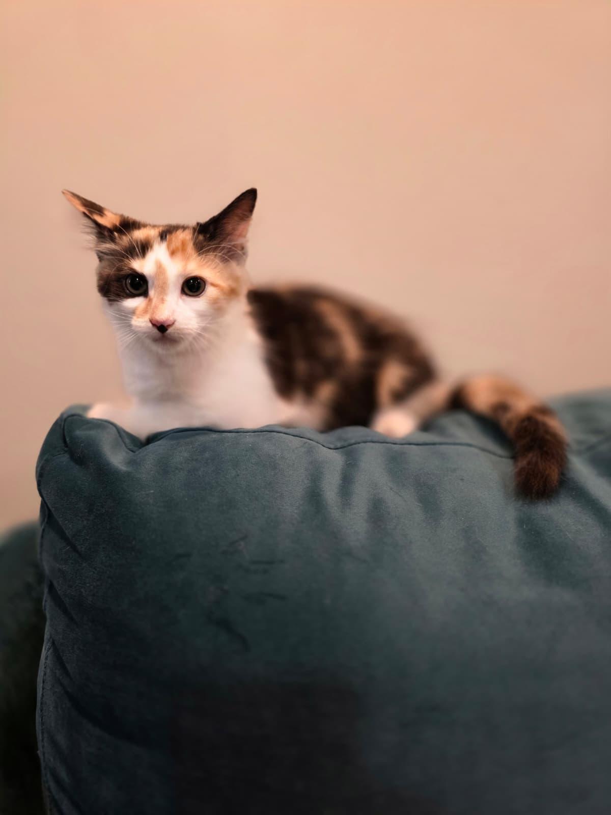 Enlarge Daisy, a Adoptable Calico in Chattanooga, TN image 4/6