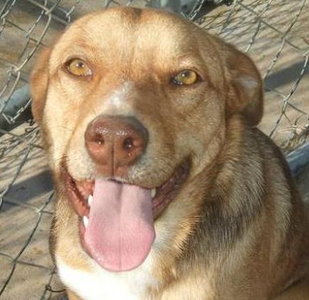 Emerald, a Adoptable mixed breed in Floresville, TX image 1/3