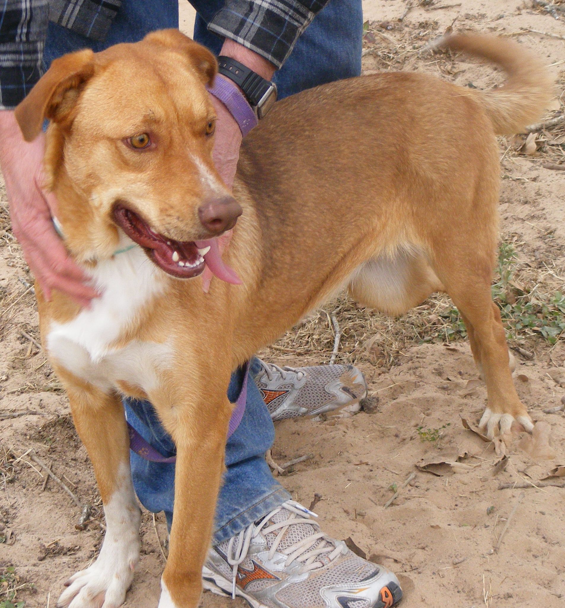 Emerald, a Adoptable mixed breed in Floresville, TX image 2/3