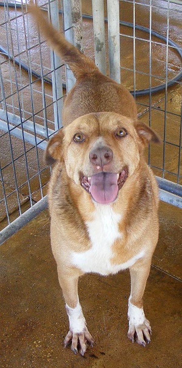 Emerald, a Adoptable mixed breed in Floresville, TX image 3/3