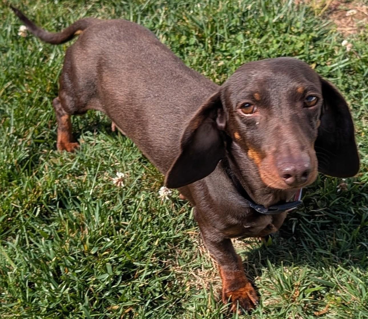 Enlarge Snickers in TN, a ADOPTABLE Dachshund in Shelbyville, TN image 5/6