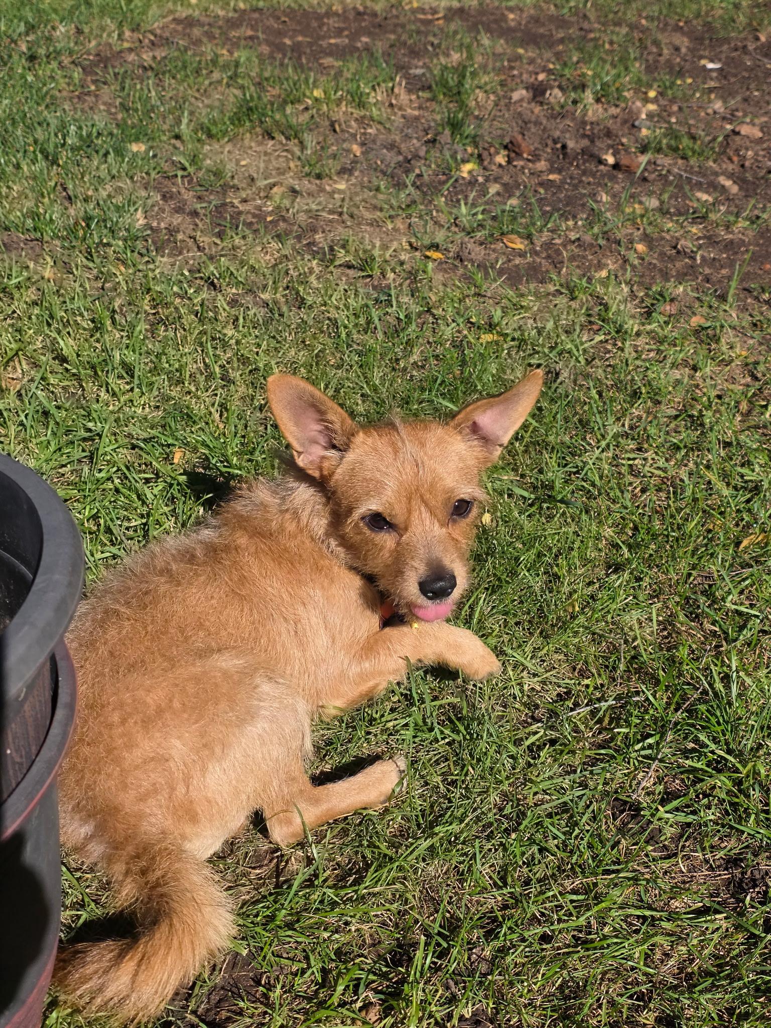 Enlarge Choa, a Adoptable mixed breed in Janesville, WI image 2/2