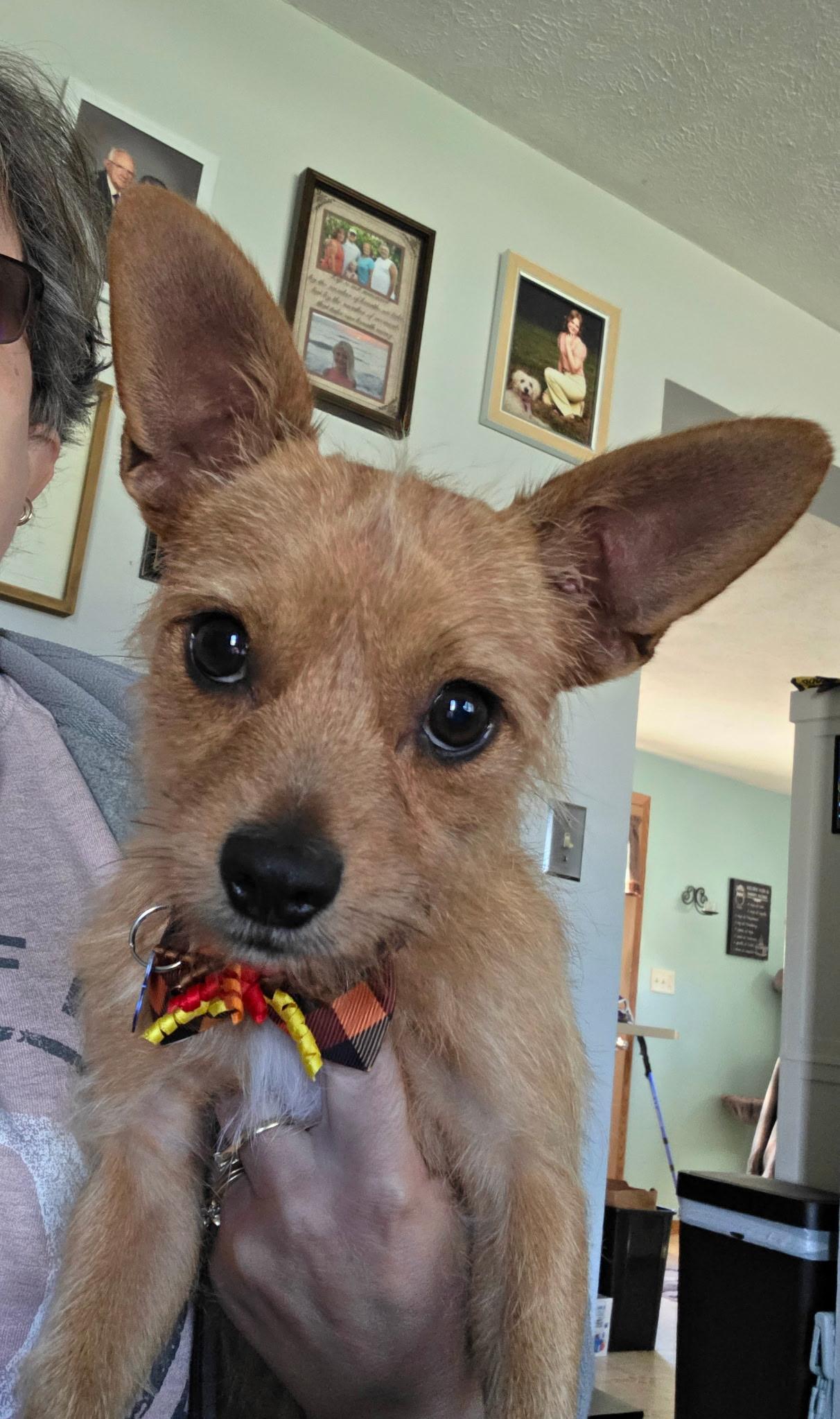 Choa, Adoptable, Adult Male Chihuahua & Terrier.