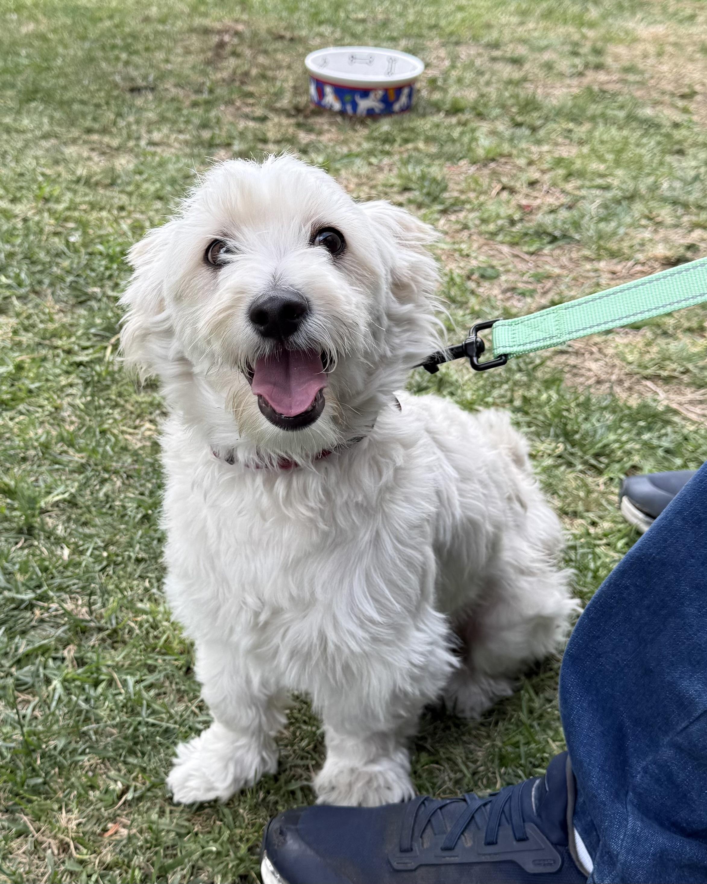 Enlarge Max, an adopted mixed breed in Glendale, CA image 4/5