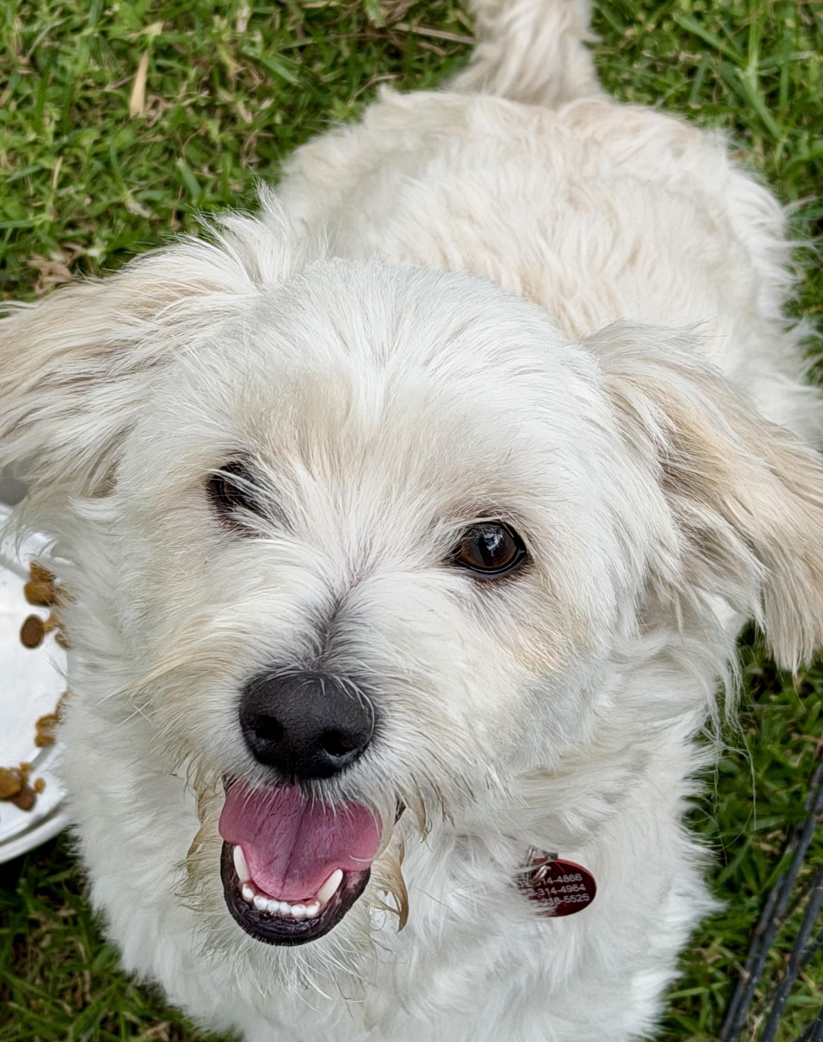 Enlarge Max, an adopted mixed breed in Glendale, CA image 1/5