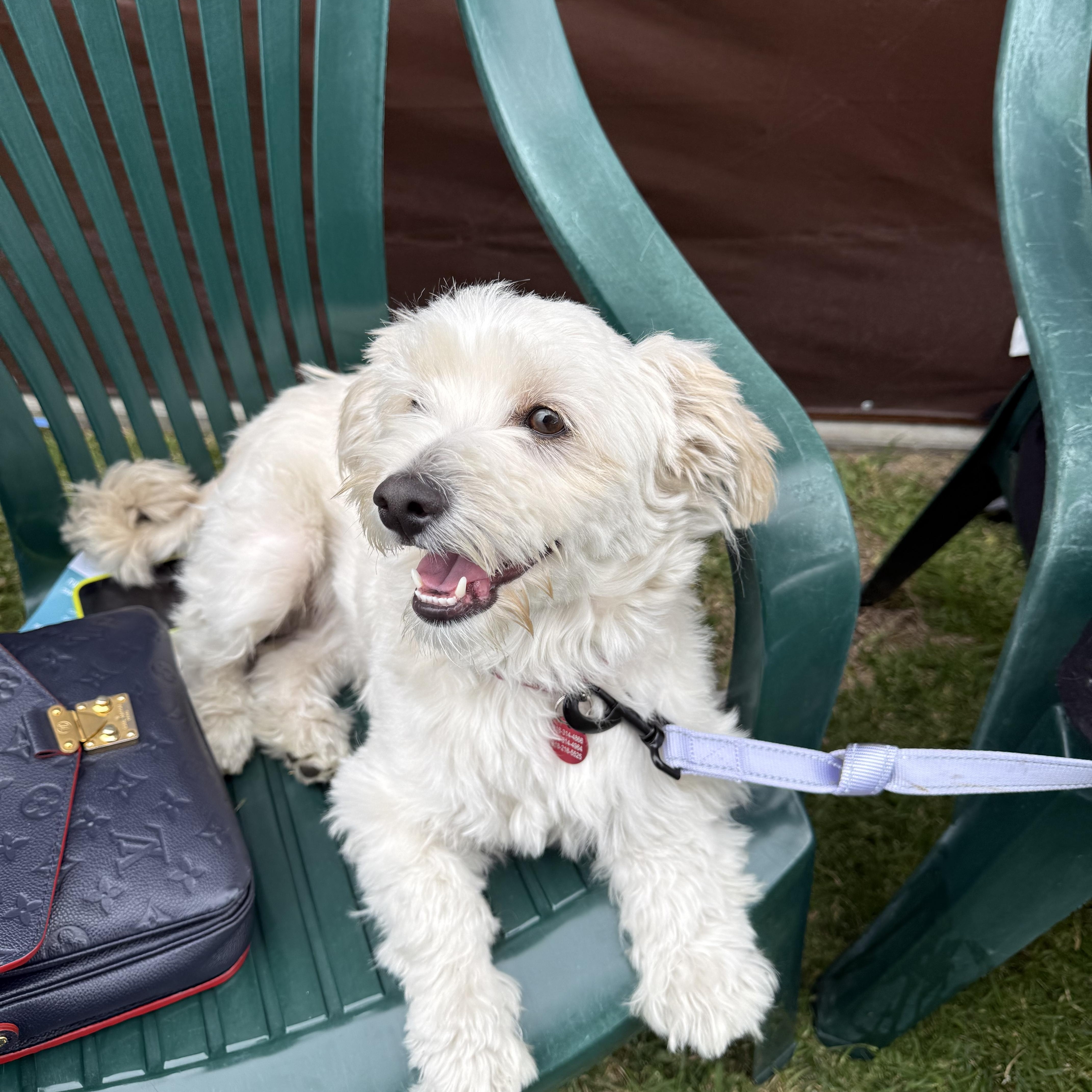 Enlarge Max, an adopted mixed breed in Glendale, CA image 5/5