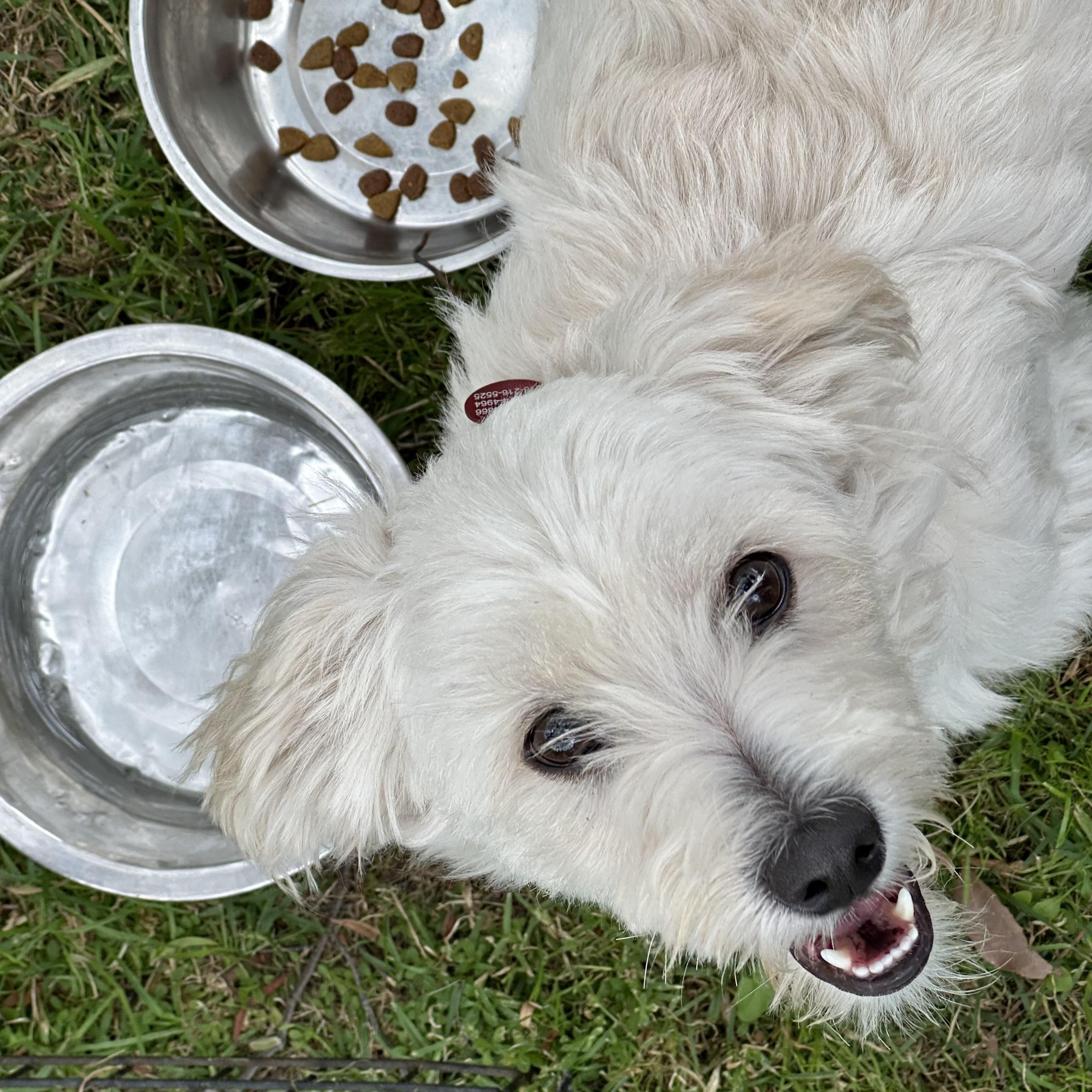 Enlarge Max, an adopted mixed breed in Glendale, CA image 3/5