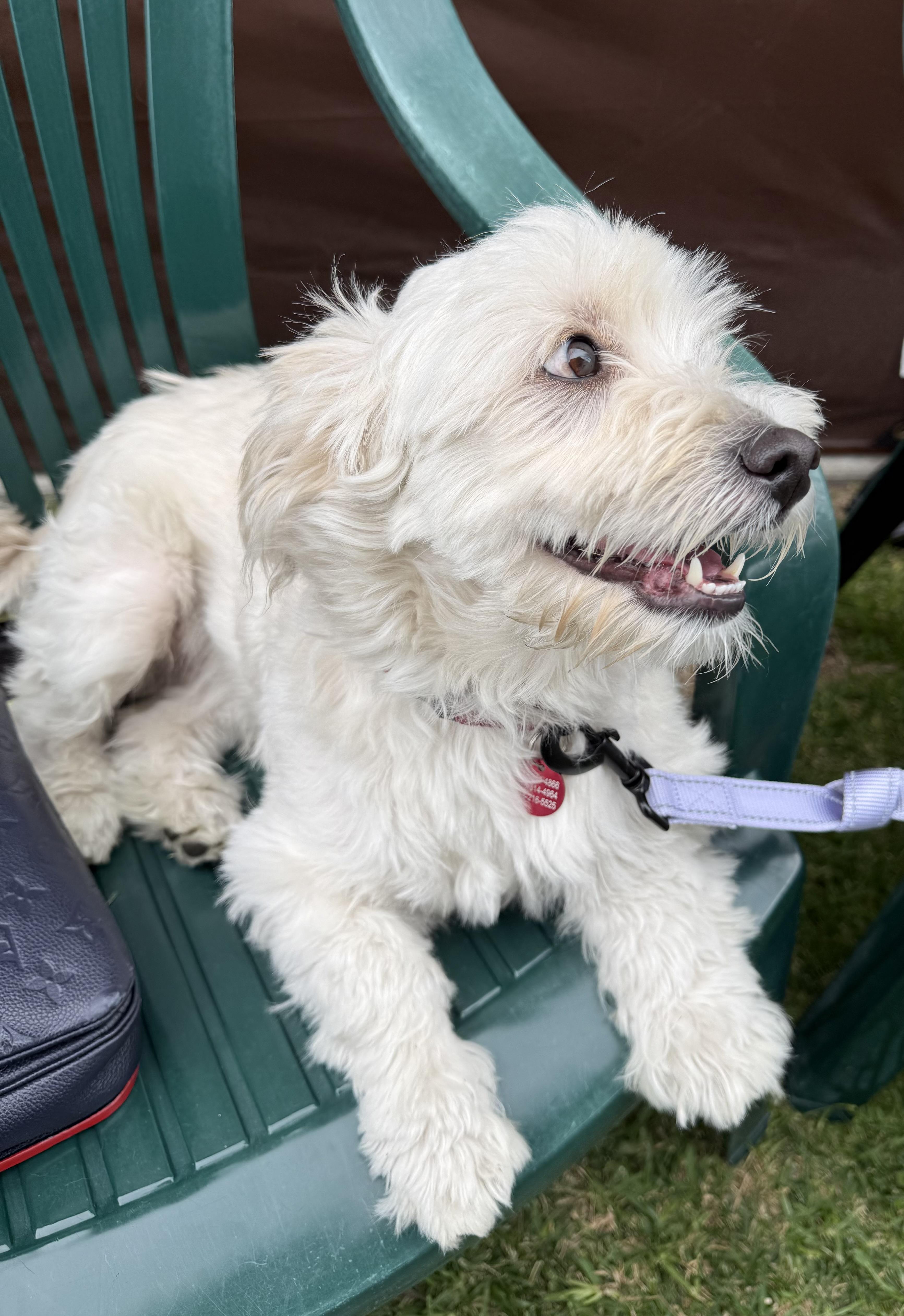 Enlarge Max, an adopted mixed breed in Glendale, CA image 2/5