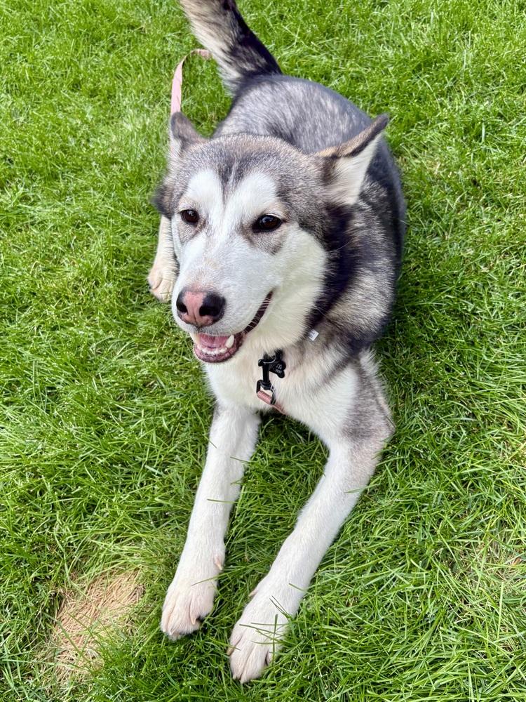 Enlarge Pongo, a Adoptable Siberian Husky in Denver, CO image 1/6