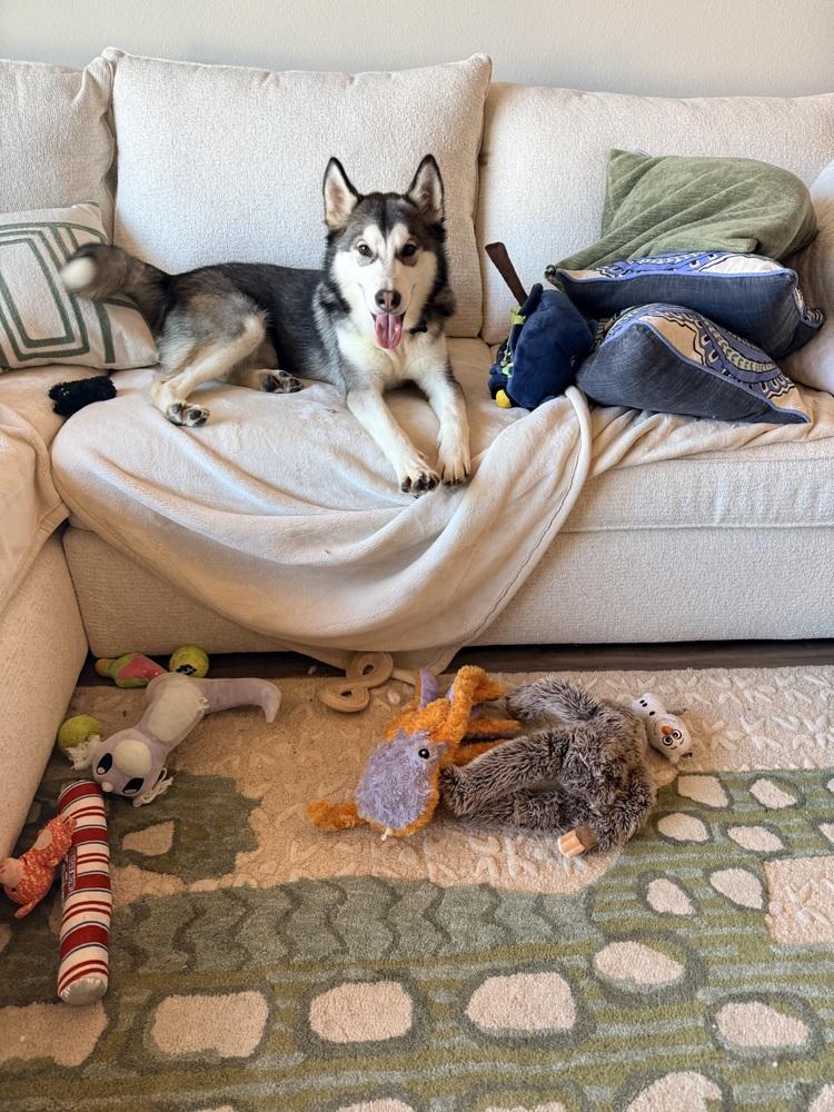 Enlarge Pongo, a Adoptable Siberian Husky in Denver, CO image 2/6