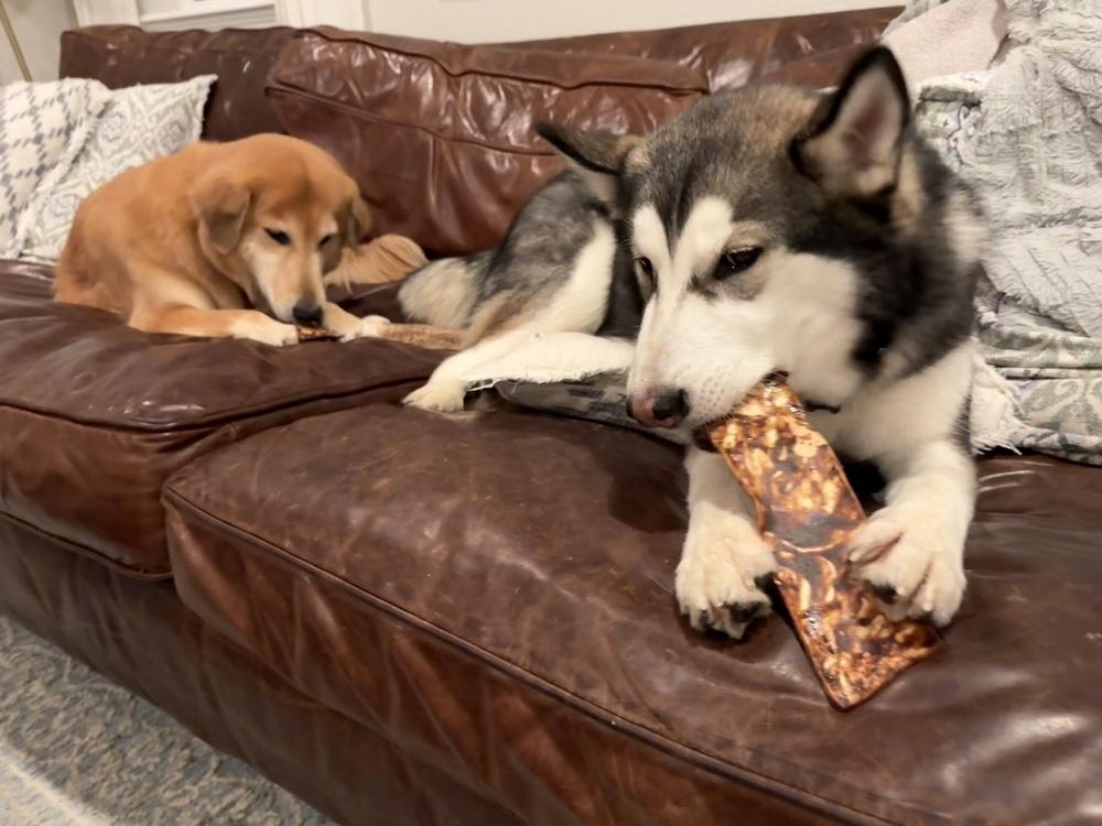 Enlarge Pongo, a Adoptable Siberian Husky in Denver, CO image 3/6