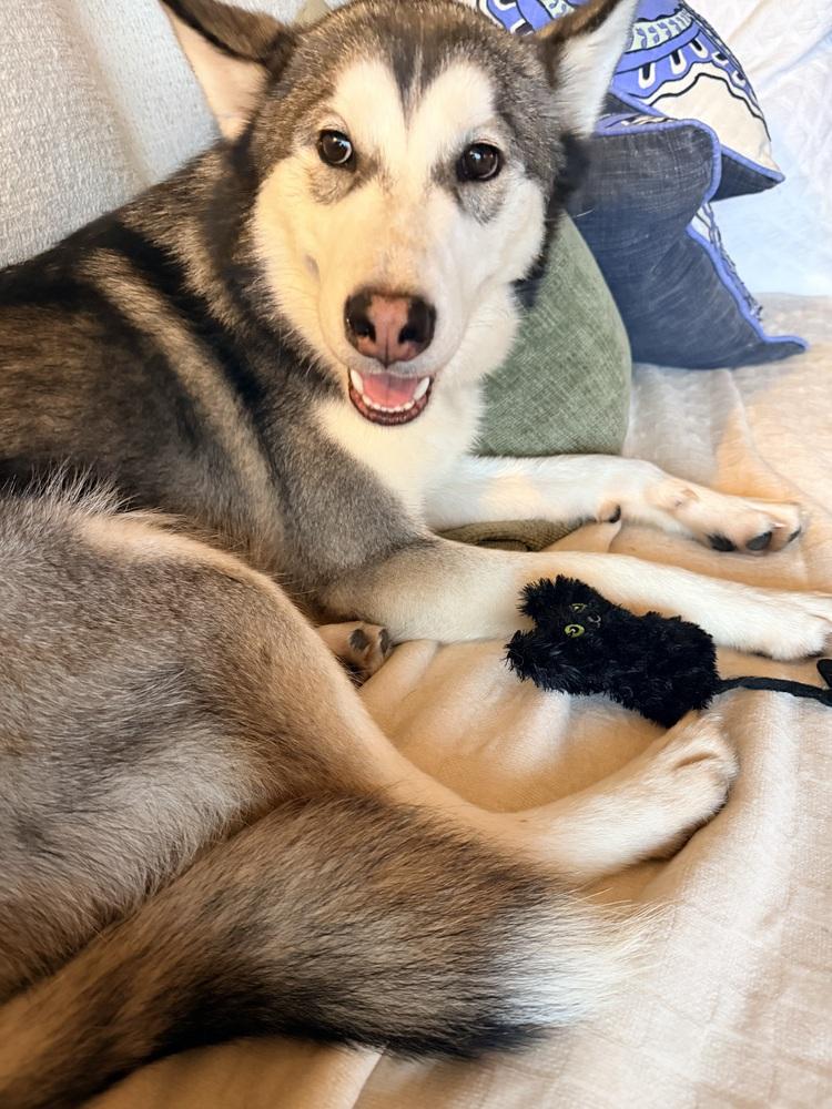 Enlarge Pongo, a Adoptable Siberian Husky in Denver, CO image 4/6