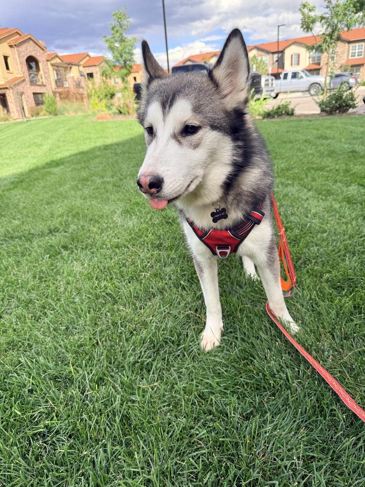 Enlarge Pongo, a Adoptable Siberian Husky in Denver, CO image 5/6