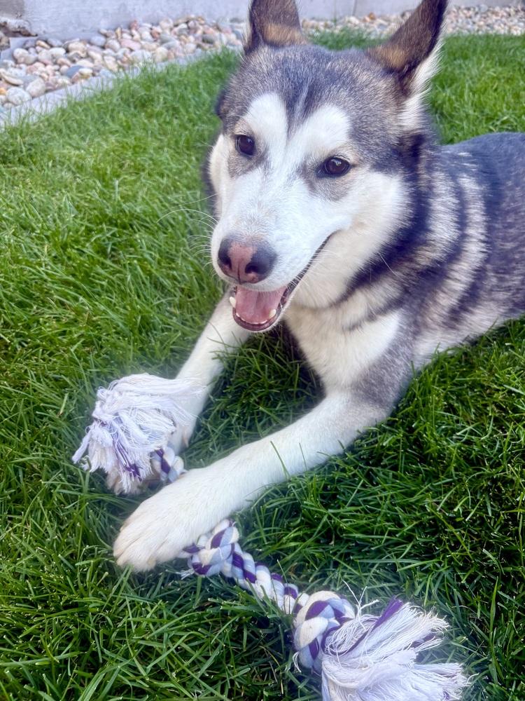 Enlarge Pongo, a Adoptable Siberian Husky in Denver, CO image 6/6