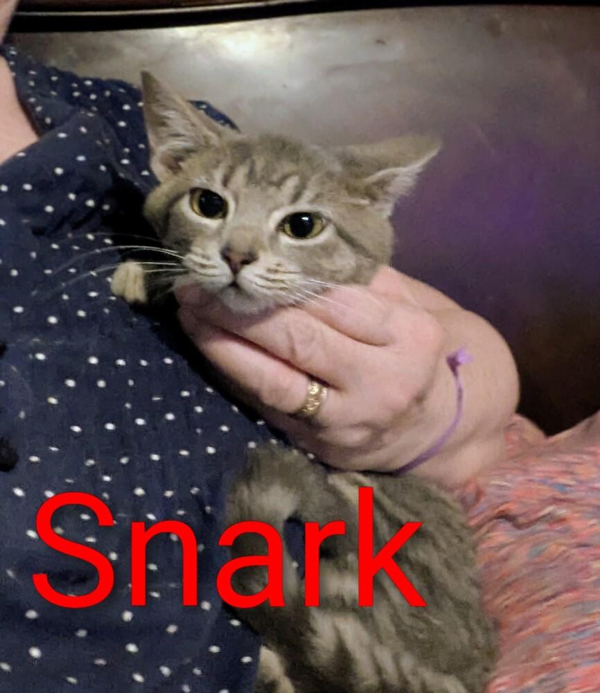 Gaylenes : Snark, Adoptable, Kitten Female Tabby.