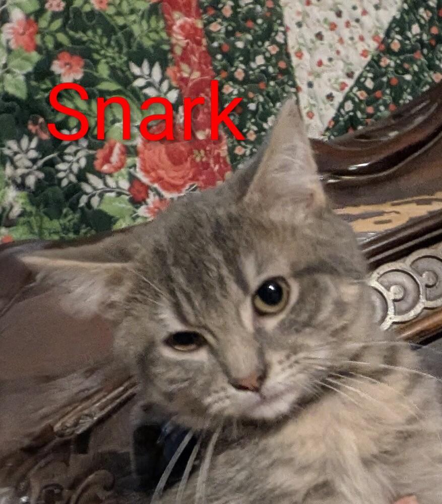 Enlarge Gaylenes : Snark, a Adoptable mixed breed in Aurora, IN image 2/2