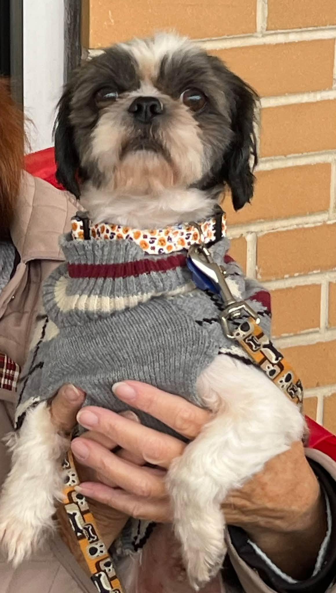 Bluey, Adoptable, Young Male Shih Tzu.