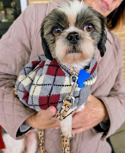Enlarge Bluey, a Adoptable Shih Tzu in Blackwood, NJ image 2/3