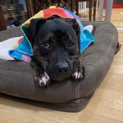 Enlarge Onyx, a Adoptable Mixed Breed in Madison, WI image 1/6