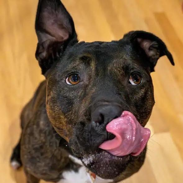 Enlarge Onyx, a Adoptable Mixed Breed in Madison, WI image 2/6