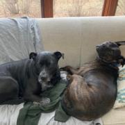 Enlarge Onyx, a Adoptable Mixed Breed in Madison, WI image 3/6