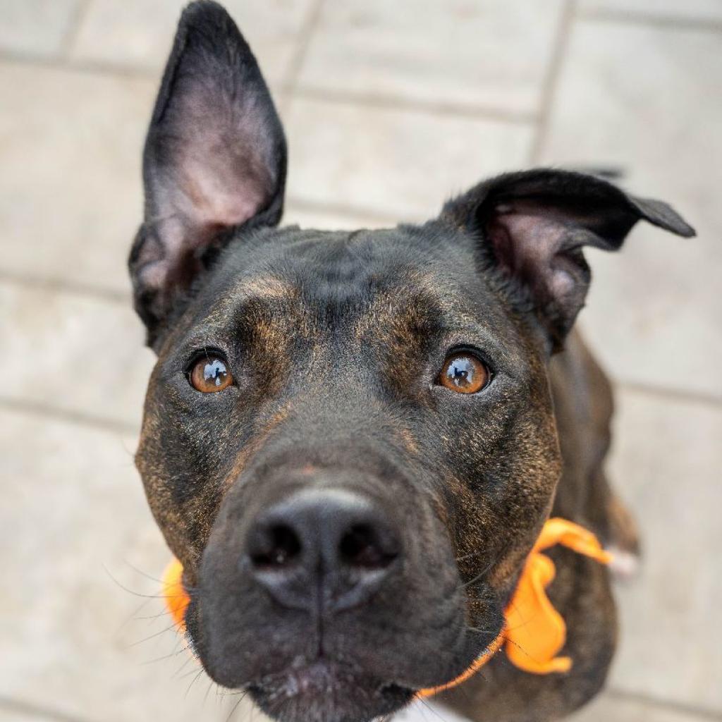 Enlarge Onyx, a Adoptable Mixed Breed in Madison, WI image 4/6