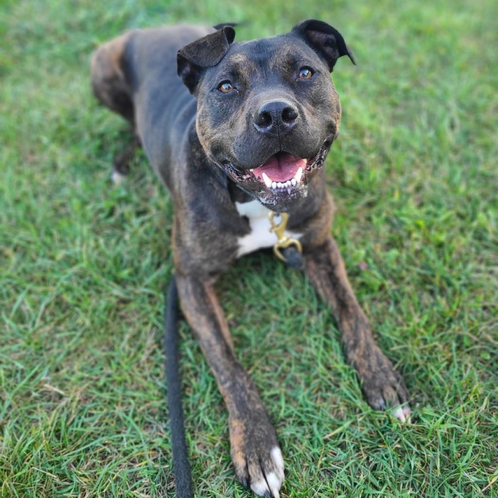 Enlarge Onyx, a Adoptable Mixed Breed in Madison, WI image 5/6