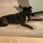 Enlarge Onyx, a Adoptable Mixed Breed in Madison, WI image 6/6