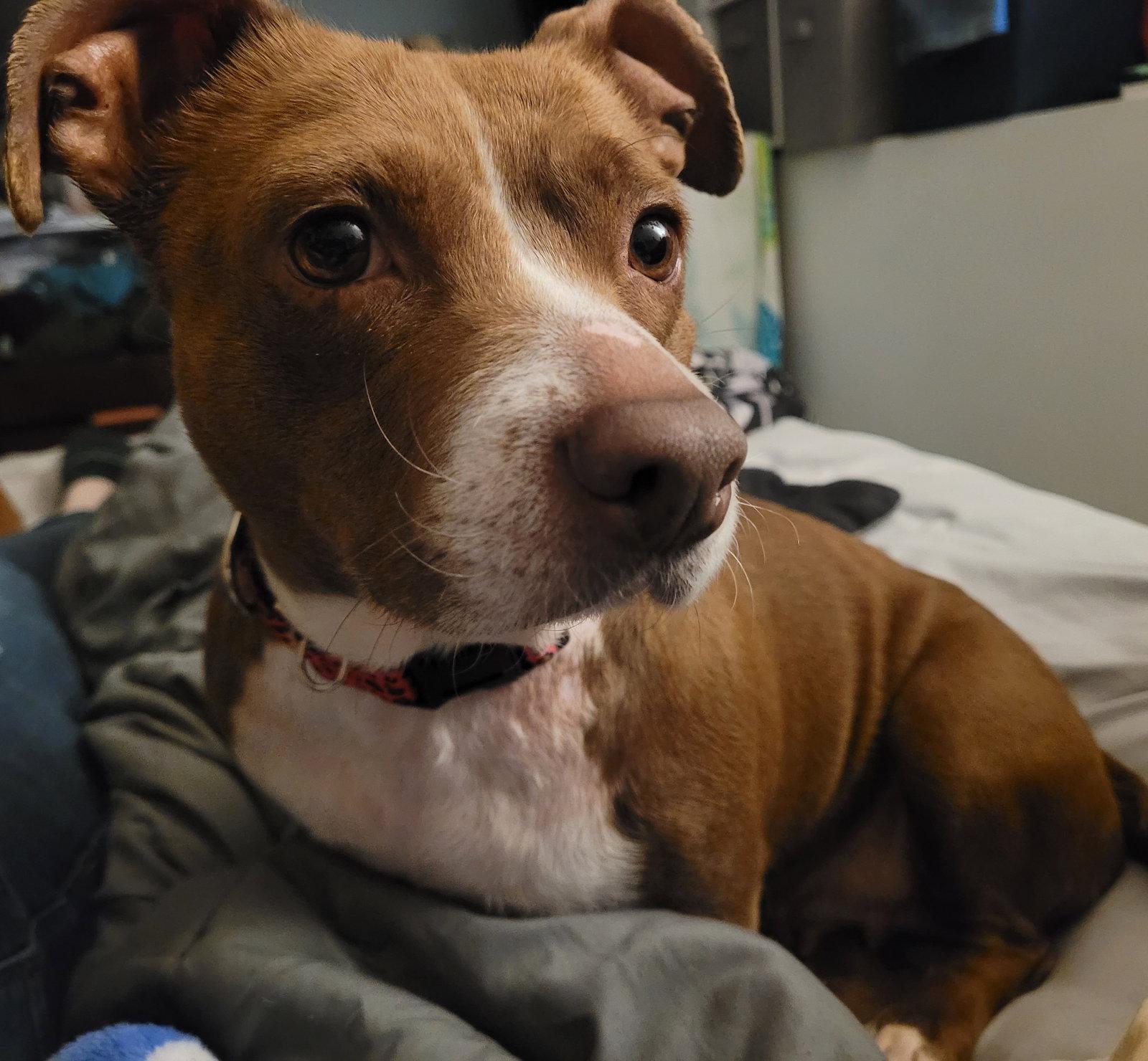 Lucita, Adoptable, Adult Female Dachshund.