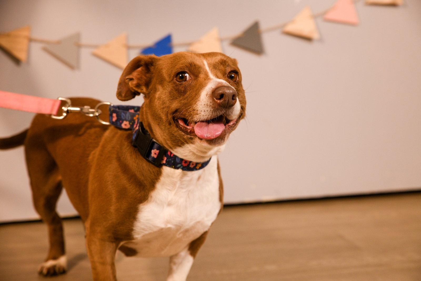 Enlarge Lucita, a Adoptable Dachshund in Brooklyn Center, MN image 3/3