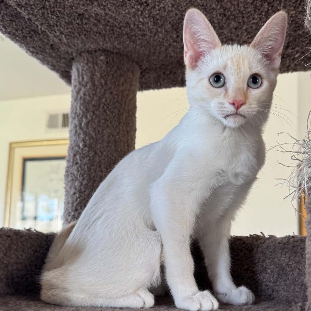 Enlarge Artemis, a Adoptable Siamese in Agoura Hills, CA image 1/6