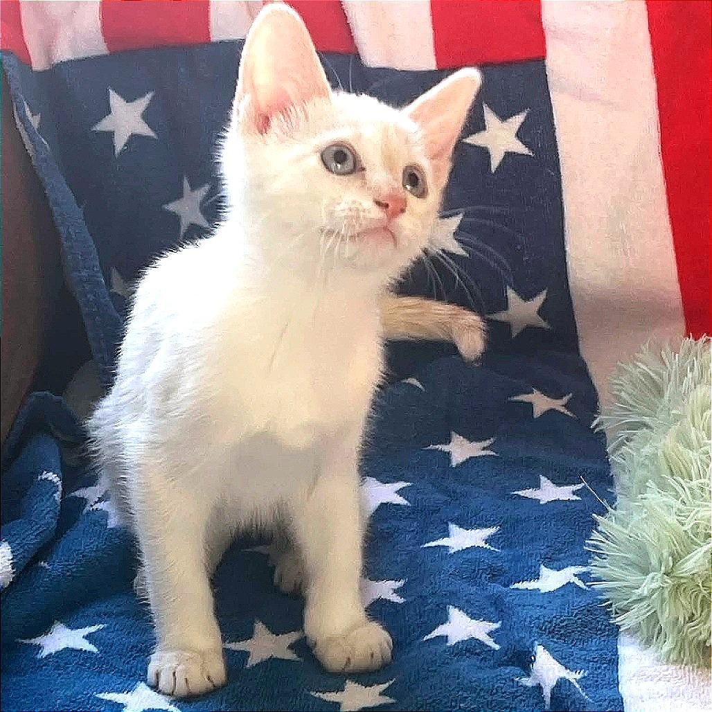 Artemis, Adoptable, Kitten Male Siamese.