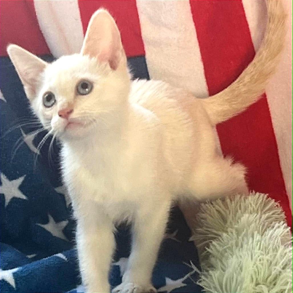 Enlarge Artemis, a Adoptable Siamese in Agoura Hills, CA image 3/6