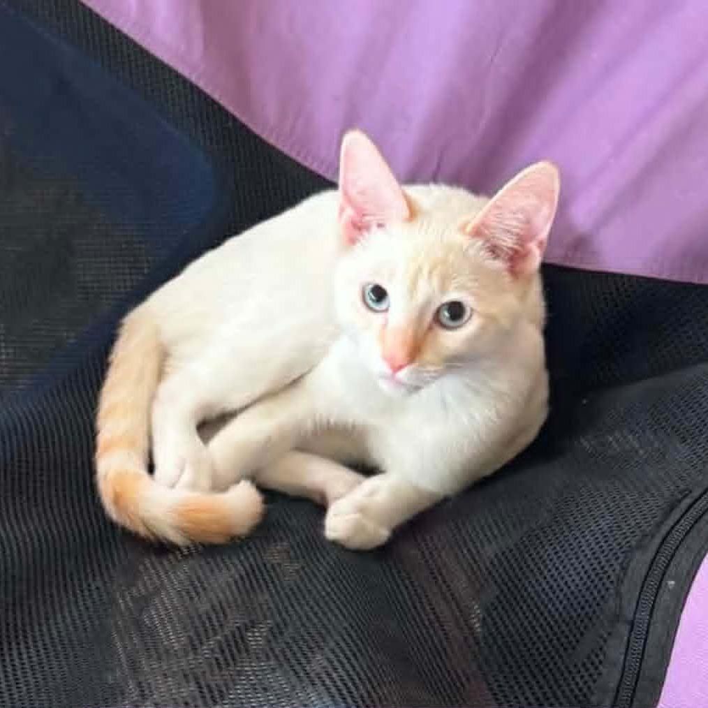 Artemis, a Adoptable Siamese in Agoura Hills, CA image 3/6
