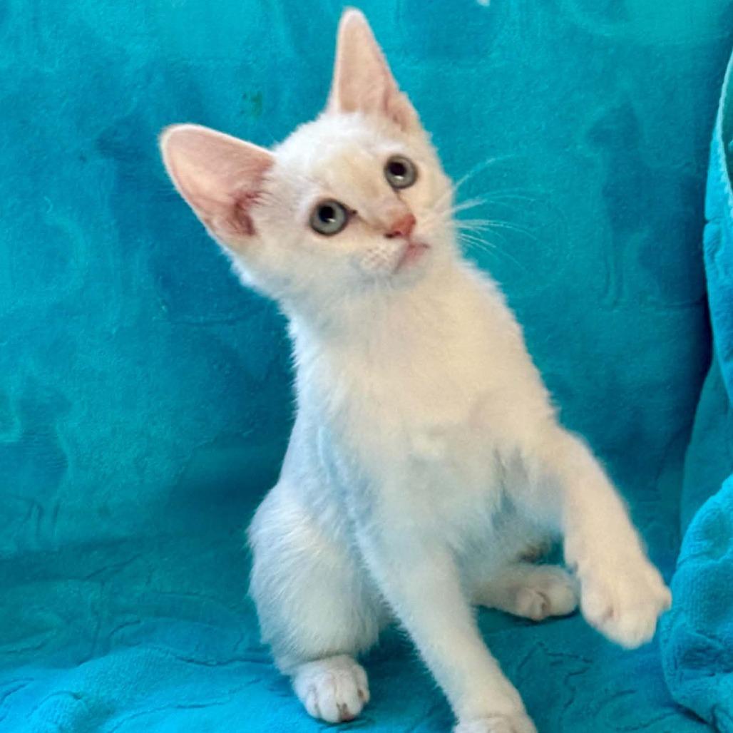 Enlarge Artemis, a Adoptable Siamese in Agoura Hills, CA image 4/6