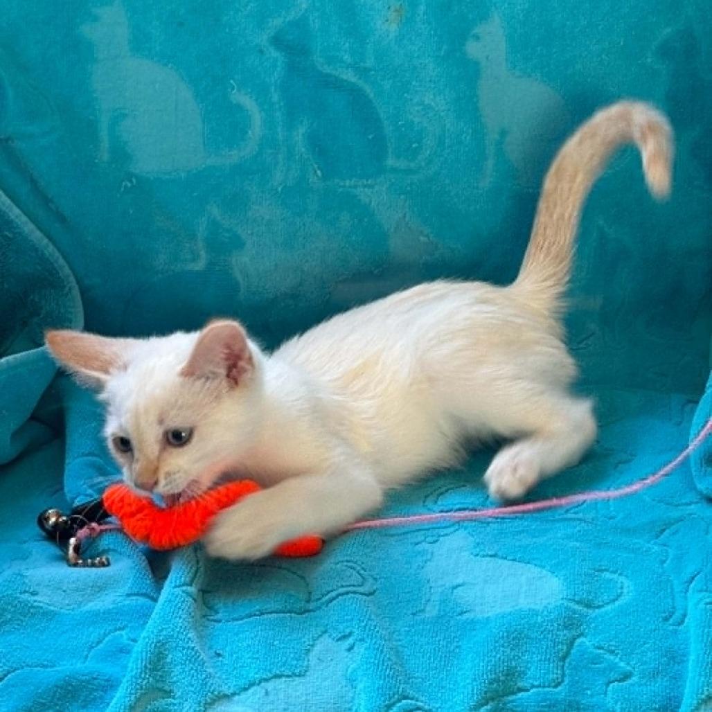 Enlarge Artemis, a Adoptable Siamese in Agoura Hills, CA image 5/6