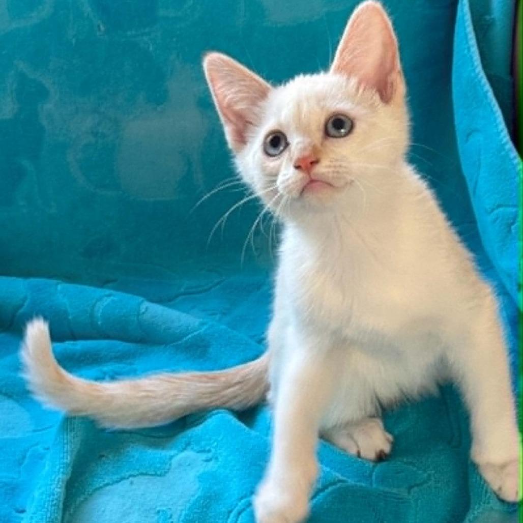 Enlarge Artemis, a Adoptable Siamese in Agoura Hills, CA image 6/6