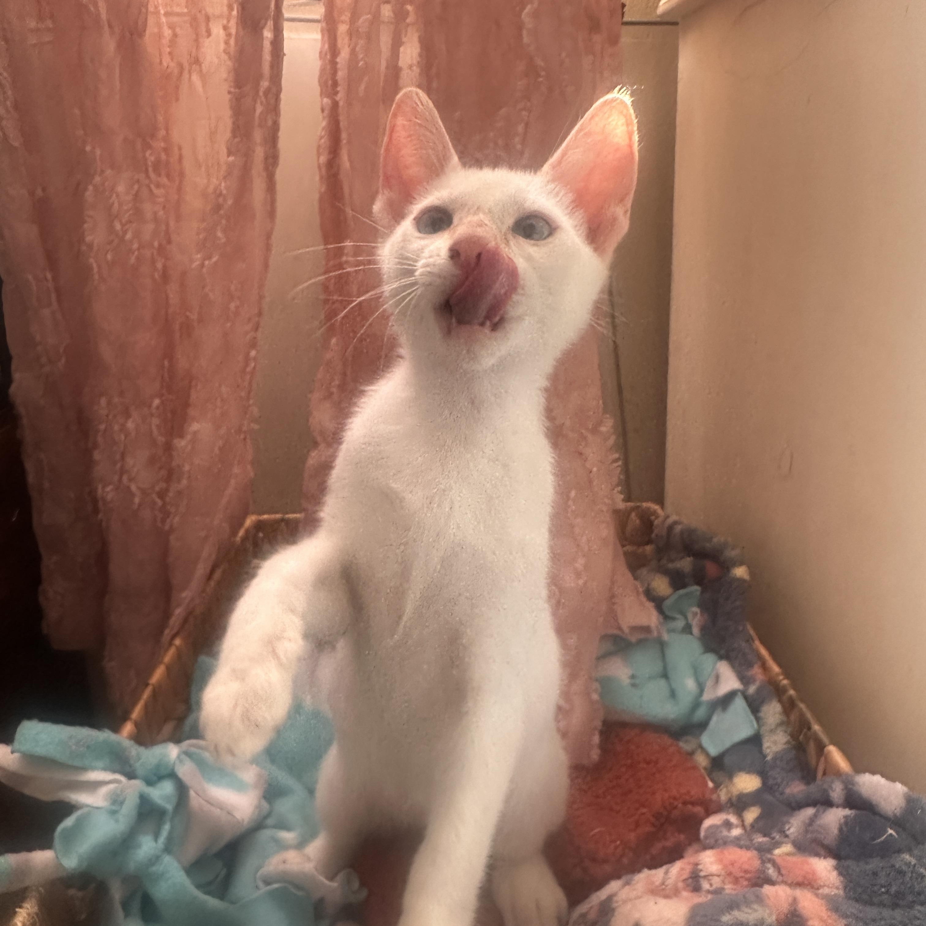 Enlarge Groopert, a Adoptable mixed breed in Orange, CA image 4/5