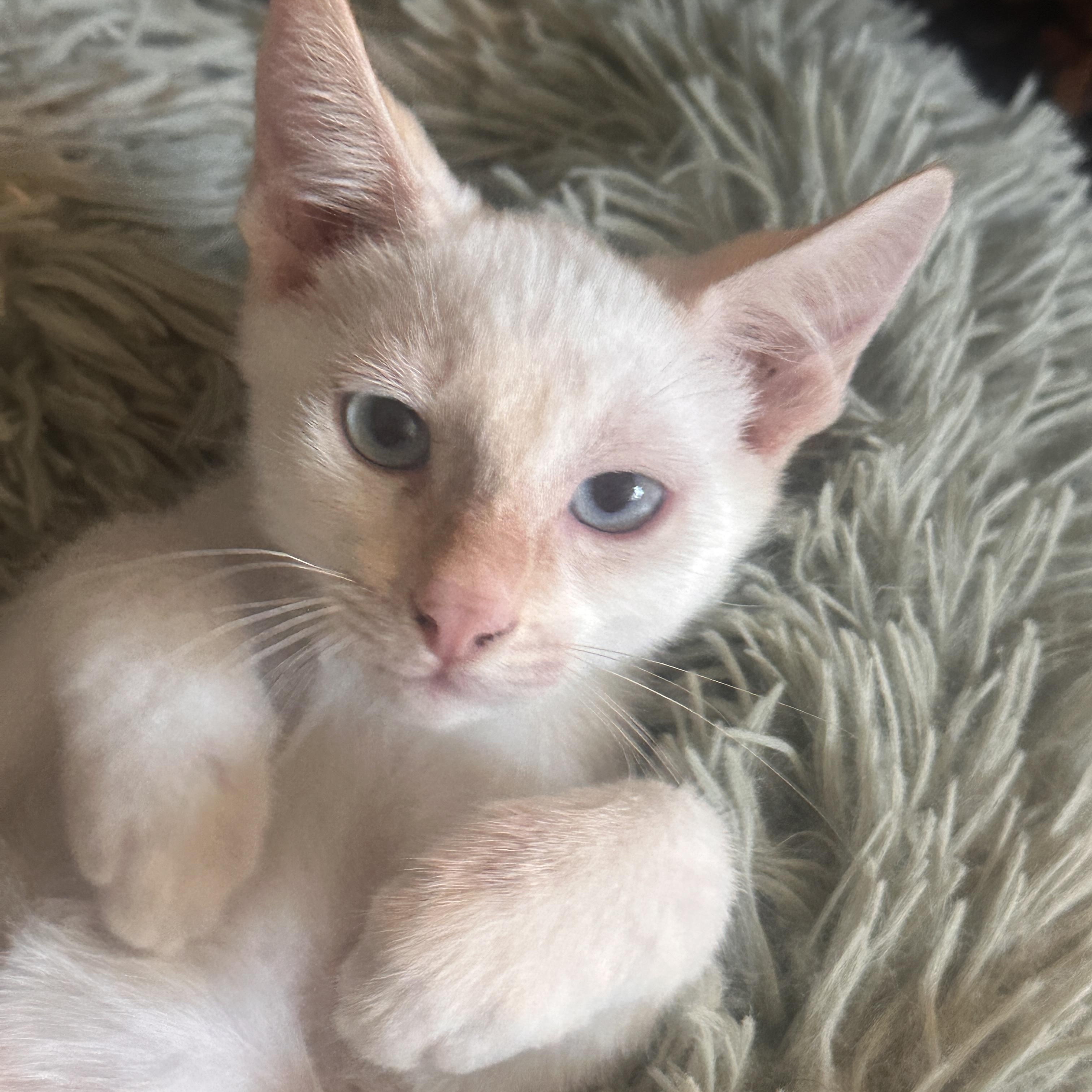 Enlarge Groopert, a Adoptable mixed breed in Orange, CA image 1/5