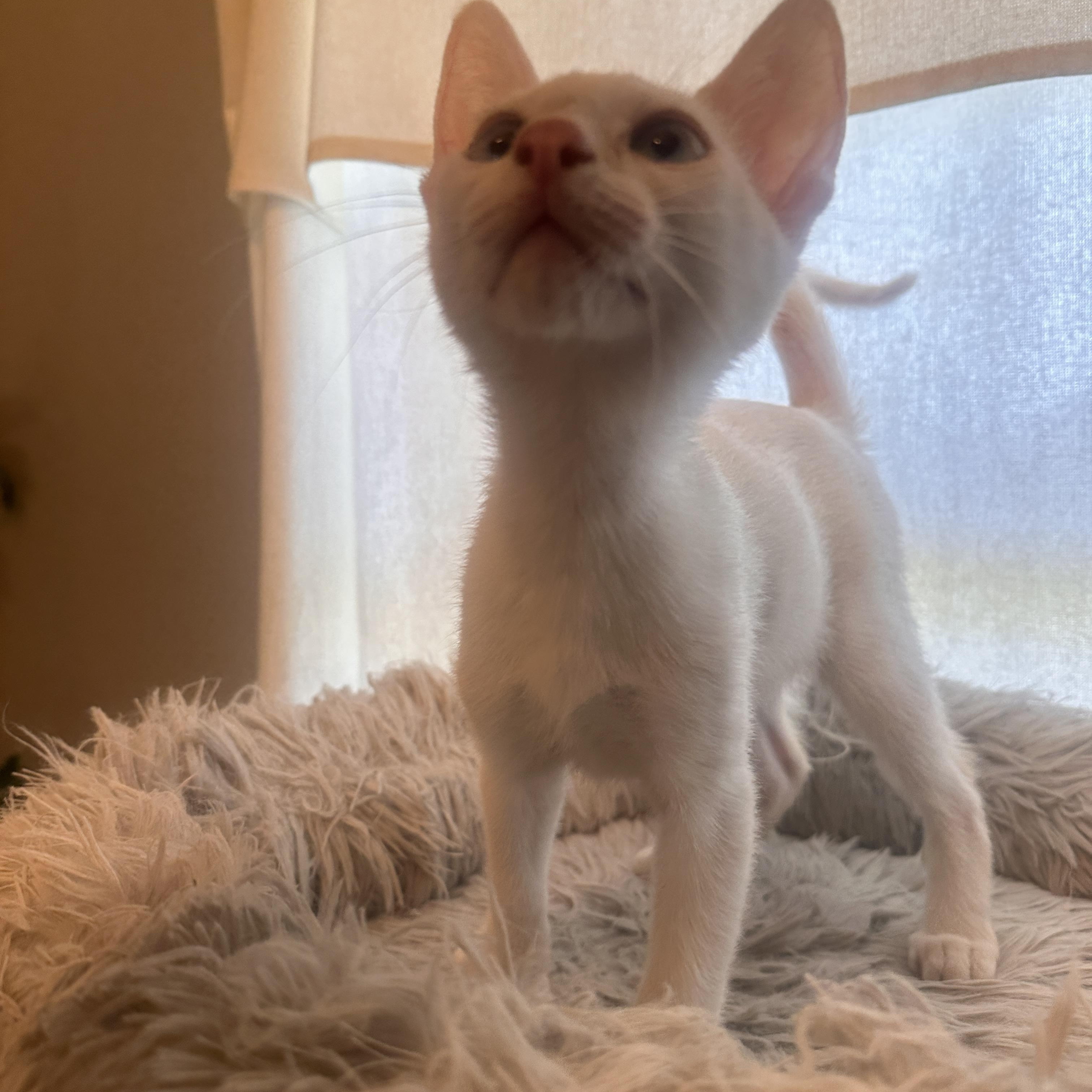 Enlarge Groopert, a Adoptable mixed breed in Orange, CA image 2/5