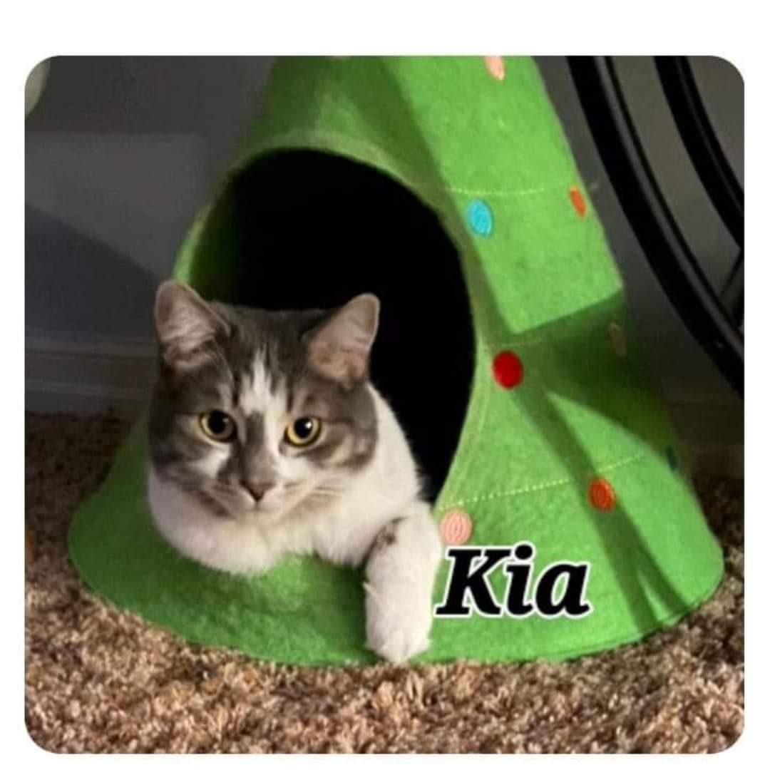 Kia and Nico, Adopted, Adult Female Domestic Short Hair.