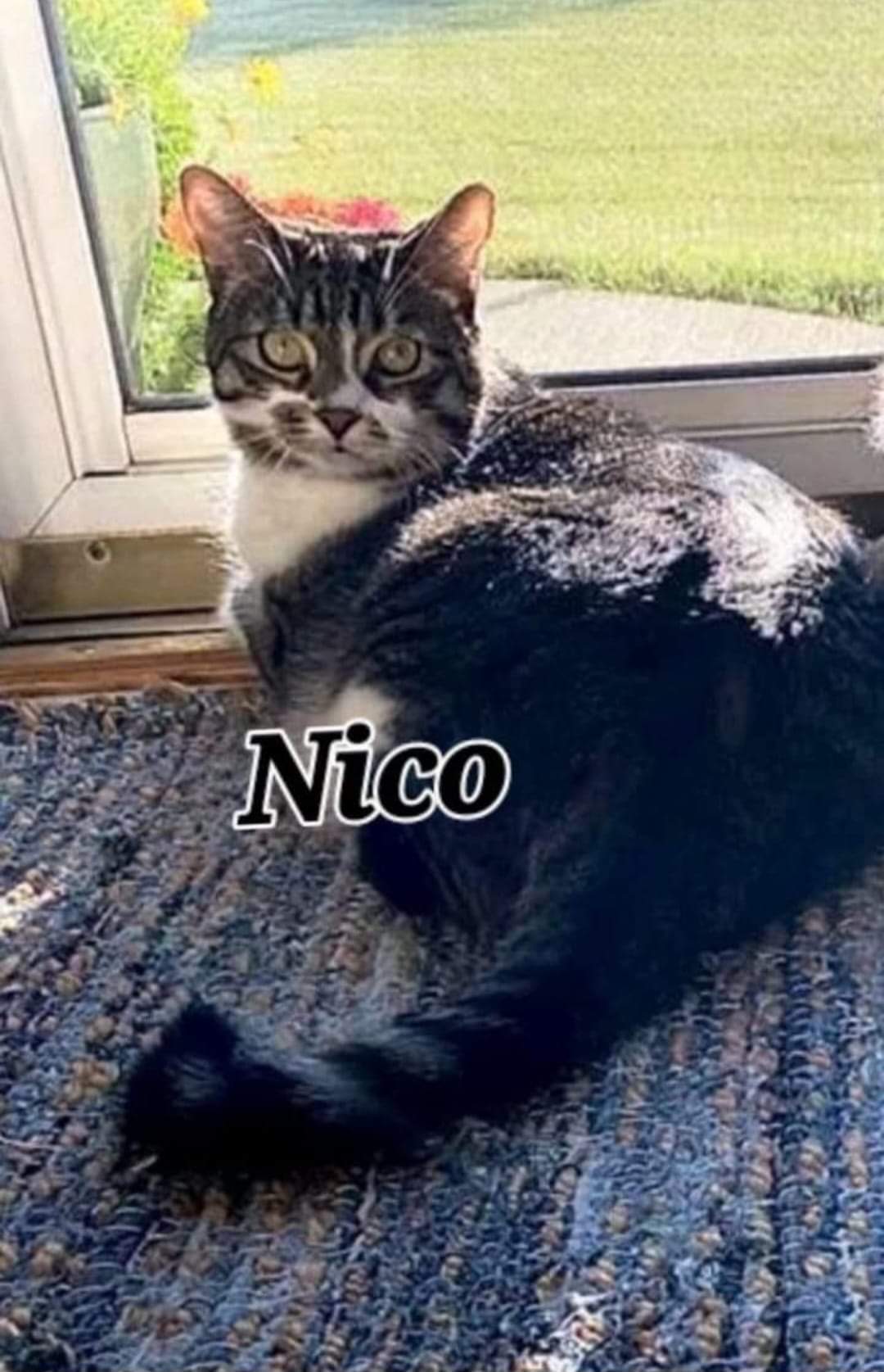 Kia and Nico, a Adopted Domestic Short Hair in Grand Island, NY image 2/2