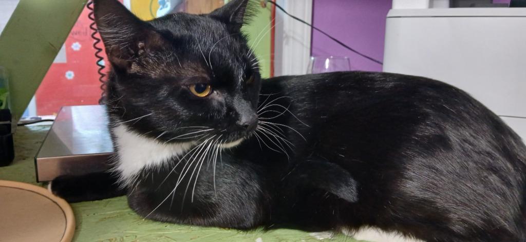 Enlarge Mr. Boots, a Adoptable mixed breed in Crocker, MO image 1/1