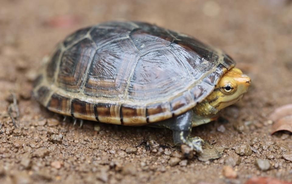 Enlarge Turtle, a Adoptable Mud in Royse City, TX image 2/2