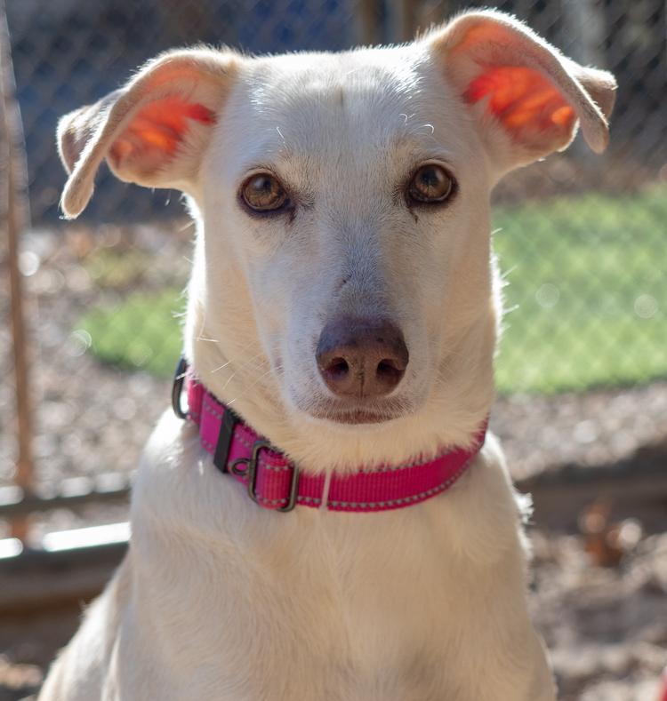 Gracie - 25295, a Adoptable mixed breed in Armonk, NY image 1/3